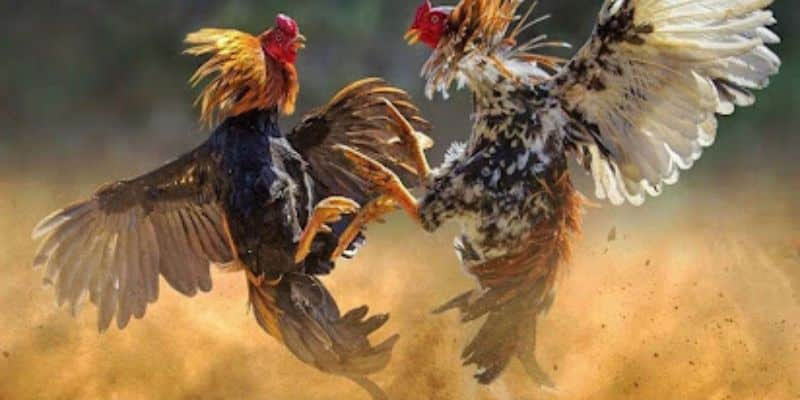 Đá gà Thomo - Thiên đường gà đá trực tuyến dành cho người Việt 8 Hướng dẫn đặt cược da ga Thomo