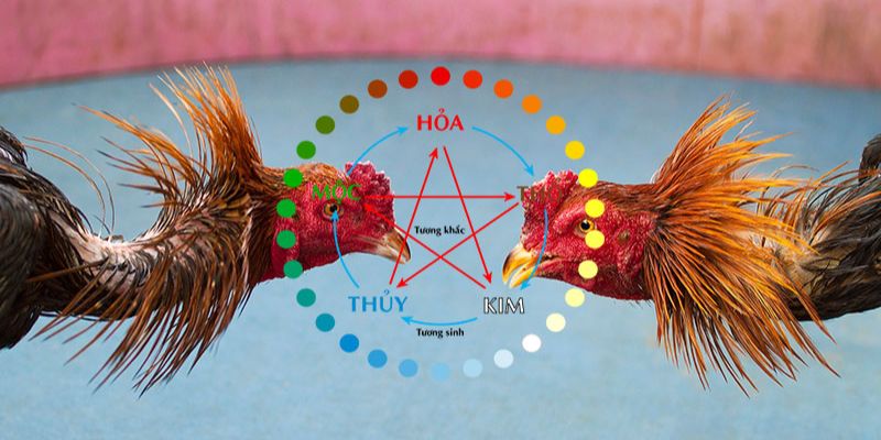 Màu mạng gà đá- Bí quyết chọn gà chiến thắng trong cá cược bóng đá 5 Màu mạng gà đá- Bí quyết chọn gà chiến thắng trong cá cược bóng đá