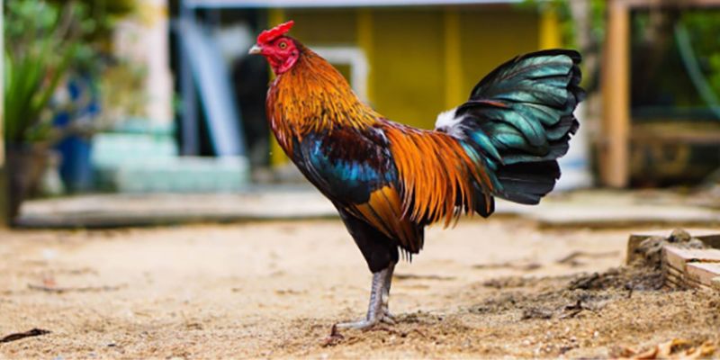 Màu mạng gà đá- Bí quyết chọn gà chiến thắng trong cá cược bóng đá 7 Kinh nghiệm chọn gà dựa trên màu mạng