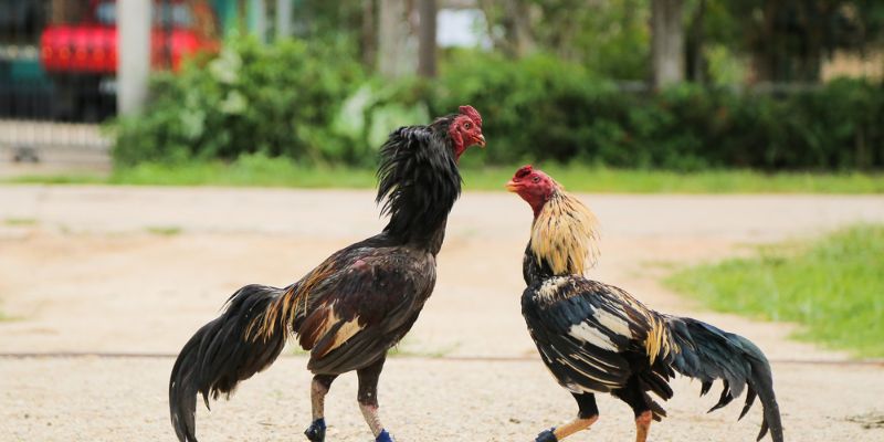 Màu mạng gà đá- Bí quyết chọn gà chiến thắng trong cá cược bóng đá 8 Lợi ích của việc dựa vào màu mạng gà đá