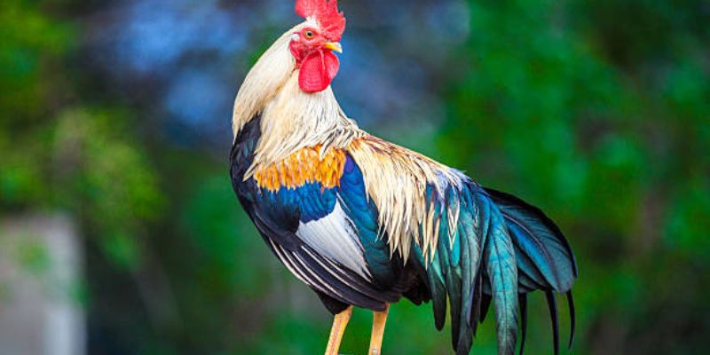 Khám phá cách xem ngày đá gà tốt nhất để tăng cơ hội thắng 5 Khám phá bí quyết: Cách xem ngày đá gà tốt nhất để thắng lợi