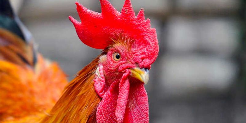 Khám phá cách xem ngày đá gà tốt nhất để tăng cơ hội thắng 6 Sự quan trọng của việc chọn ngày đá gà