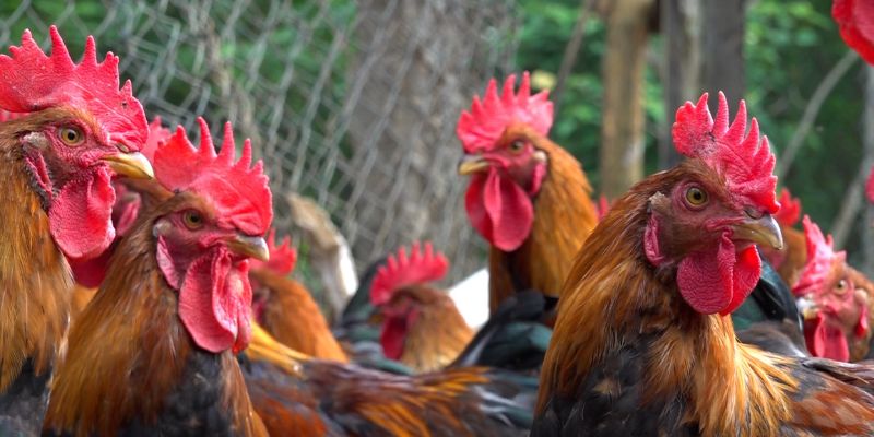 Khám phá cách xem ngày đá gà tốt nhất để tăng cơ hội thắng 7 Ảnh hưởng của ngày đá gà đến kết quả trận đấu