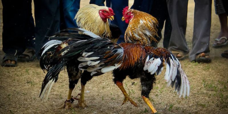 Khám phá cách xem ngày đá gà tốt nhất để tăng cơ hội thắng 8 Hướng dẫn cách xem ngày đá gà tốt nhất